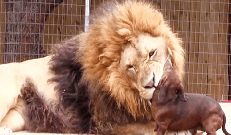 Onlookers Panicked When Tiny Wiener Dog Got Too Close To A Massive 500lb Lion