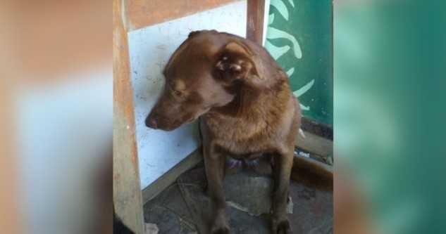 Depressed Dog Was Alone At Shelter For 2-Yrs & Recognized Familiar Smell