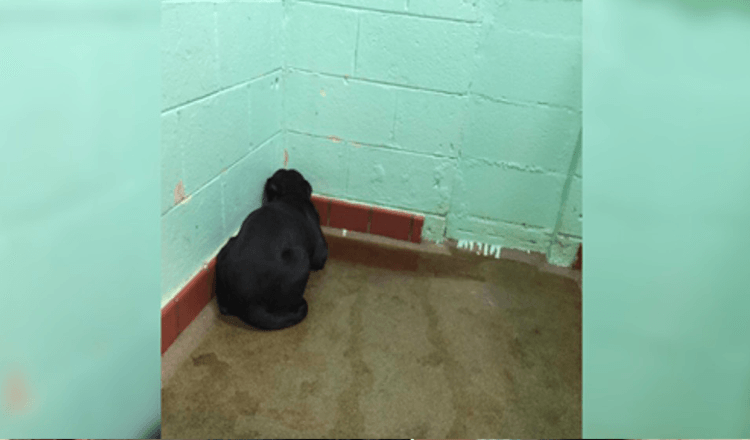 Shelter dog so frozen with fear she won’t turn face away from wall and vet recognizes abuse