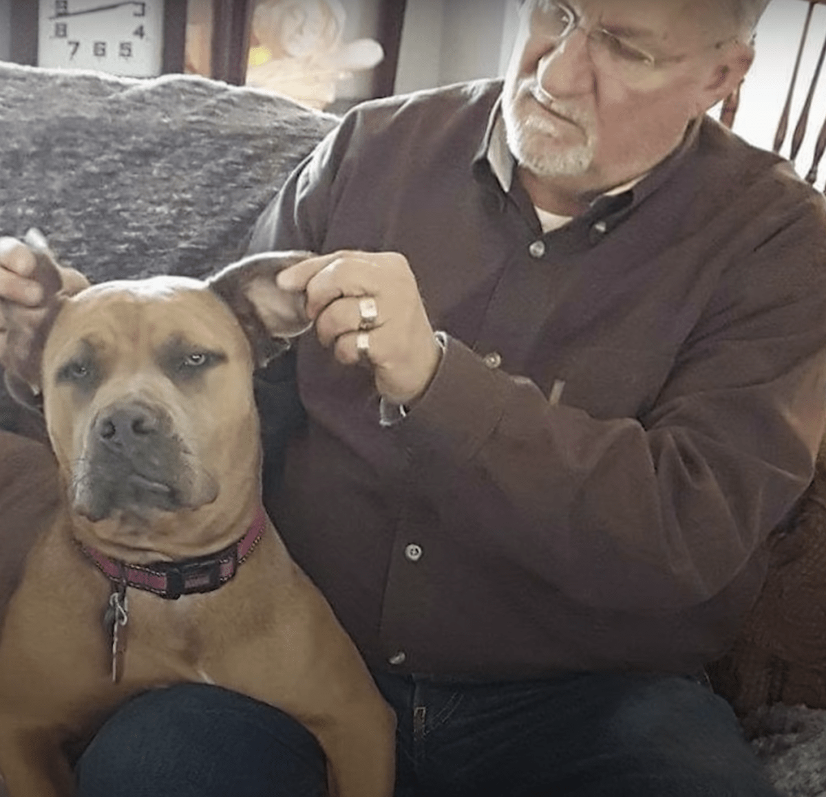 Tužan i uplašen pas podiže glavu kako bi žena znala da je živa i stavlja joj šapu u ruku