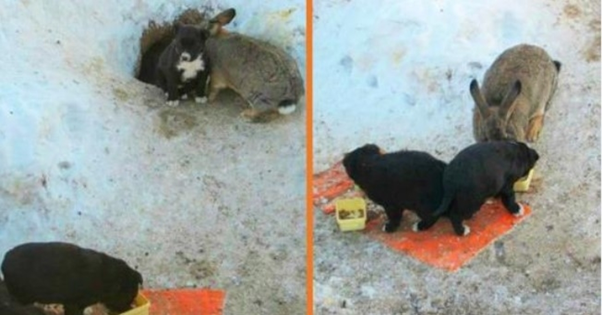 Zec udomljava tri psića lutalice, štiti ih, hrani i grije