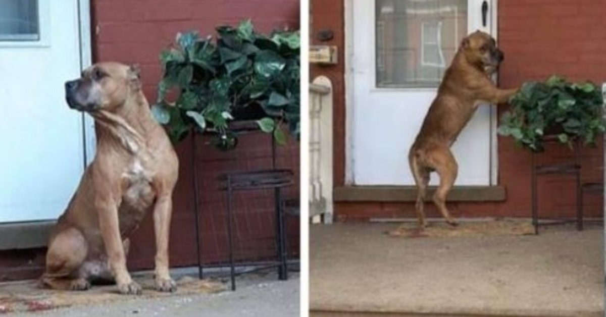 Pas je tjednima čekao na trijemu nakon što se njegova obitelj odselila