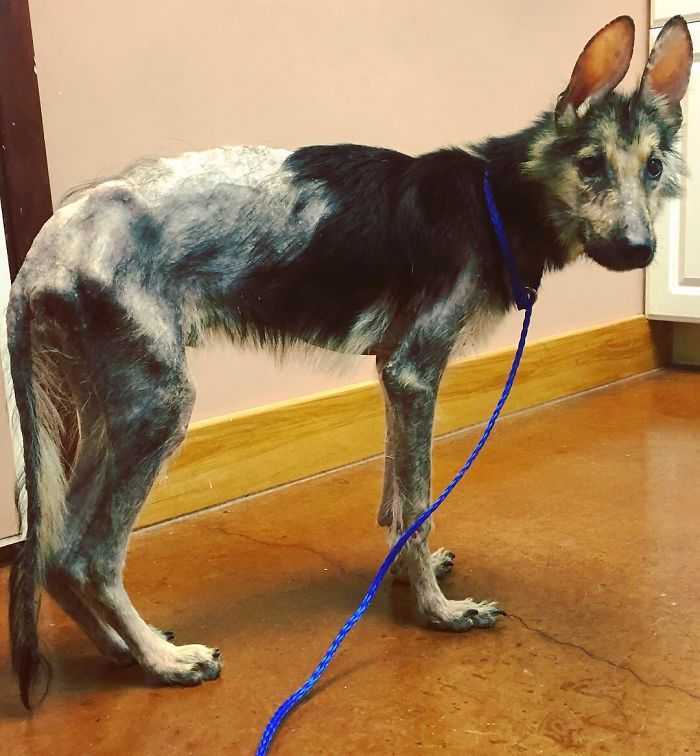 Žena pronašla psa lutalicu zarobljenog u žičanom okviru kreveta, trebala su mu 4 mjeseca da se potpuno oporavi