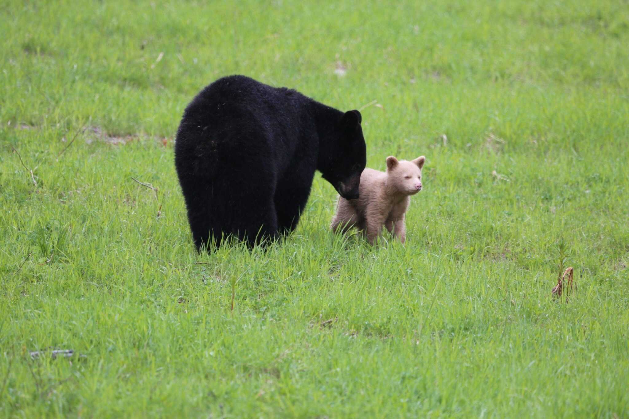 Medvjedić krem boje uočen kako se igra sa svojom majkom crnom medvjedicom