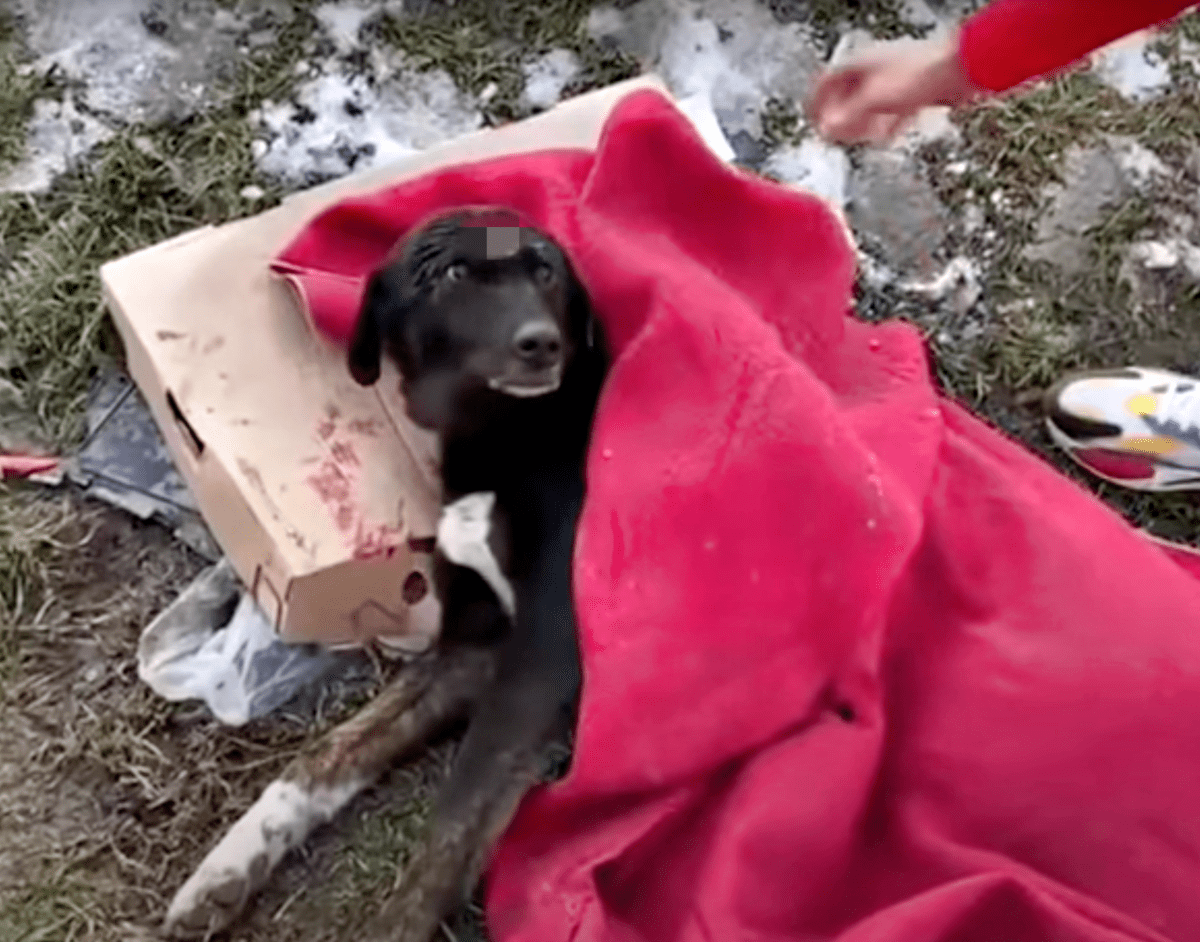 Par je držao lice psa i plakao nakon što ga je netko ostavio na cesti samo s pokrivačem