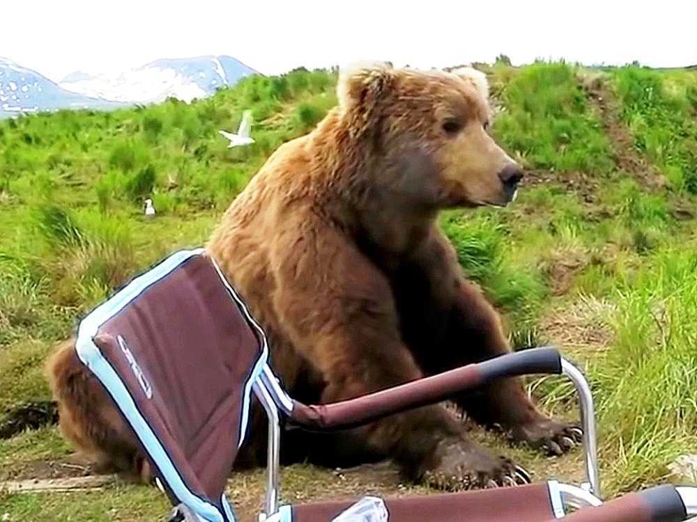 Medvjed se budi iz sna, prilazi kamperu i sjeda odmah do njega