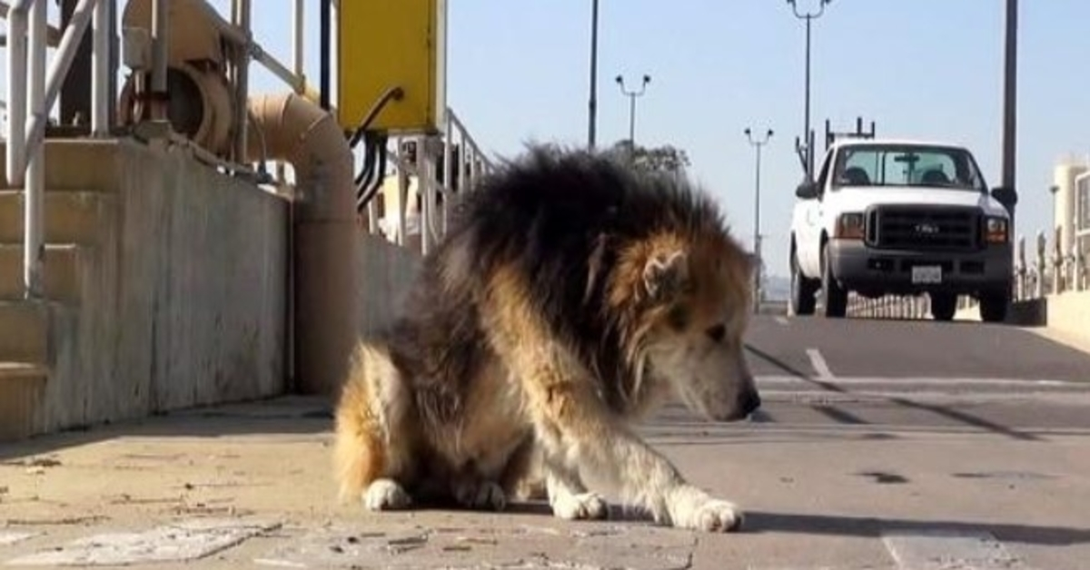 Stariji pas bačen u postrojenje za pročišćavanje opasnih tvari upao je u kanalizaciju i smrdi pokvareno