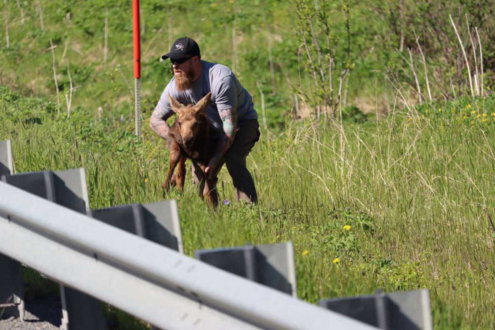 Čovjek pomaže iscrpljenoj bebi Moose da prijeđe cestu i ponovo se nađe s mamom