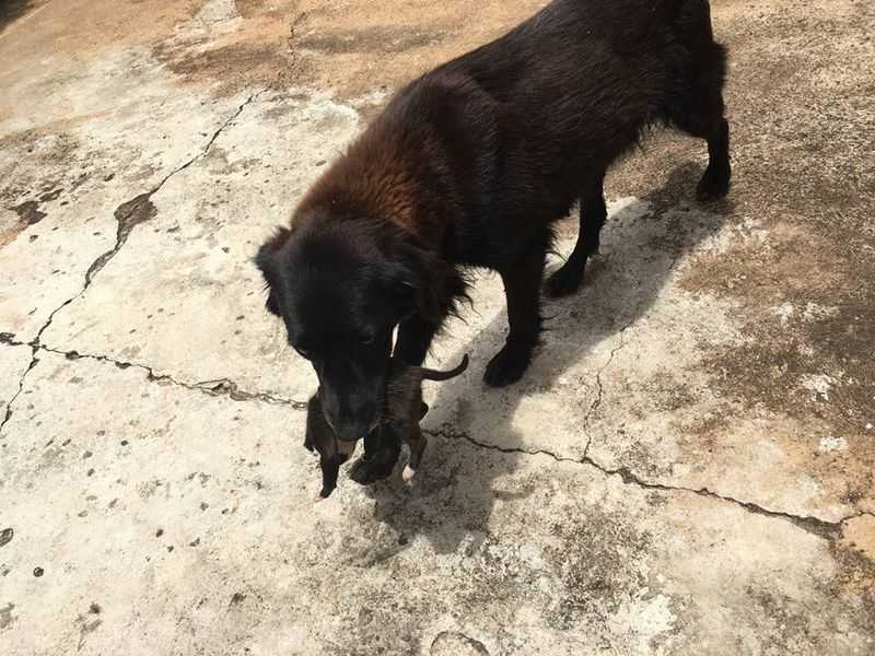 2 psa heroja uskočila su u spas malenog psića kojeg je netko bacio u smeće