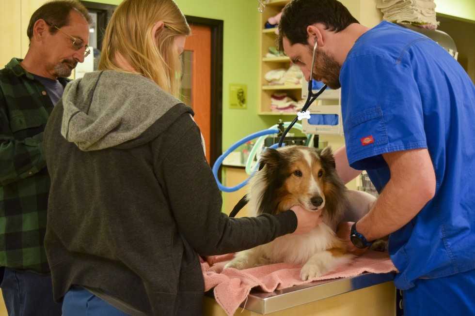 Paralizirani pas je trebao biti eutanaziran sve dok veterinar nije napipao krpelja