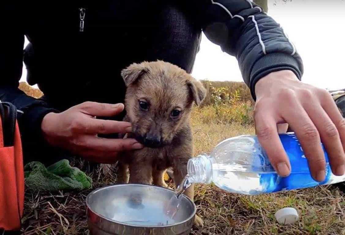 Bačen da se muči u kamionu garaže, jadno štene je uočeno i spašeno