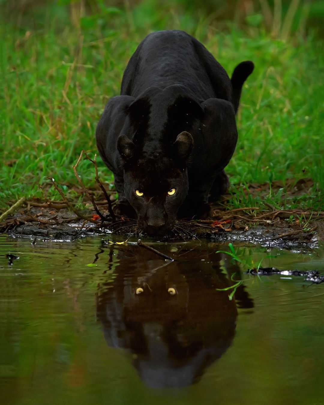 Fotograf snimio nevjerojatnu fotografiju para leoparda i crne pantere