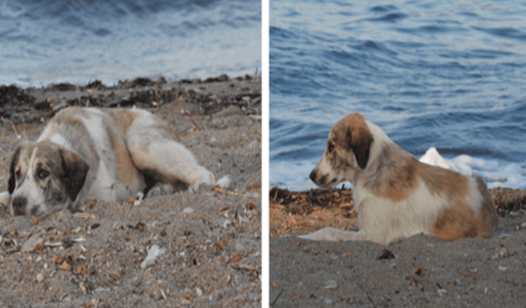 Ispostavilo se da je pas lutalica koji lovi ženu na plaži pravo prerušeno blago