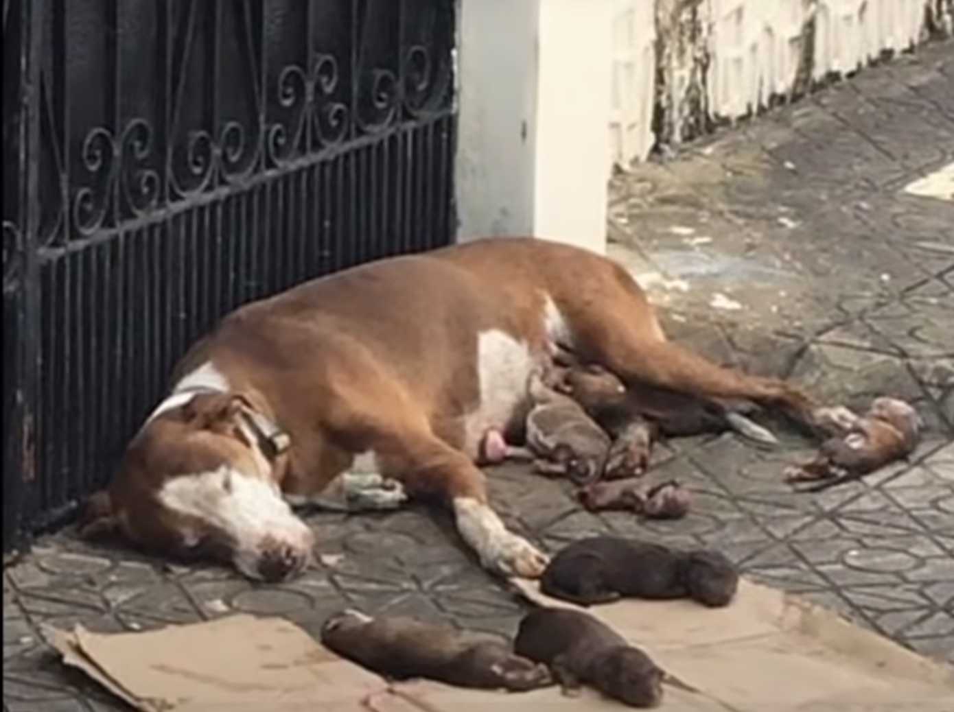 Izgladnjela mama i njezina pothranjena novorođenčad spašeni na vrijeme