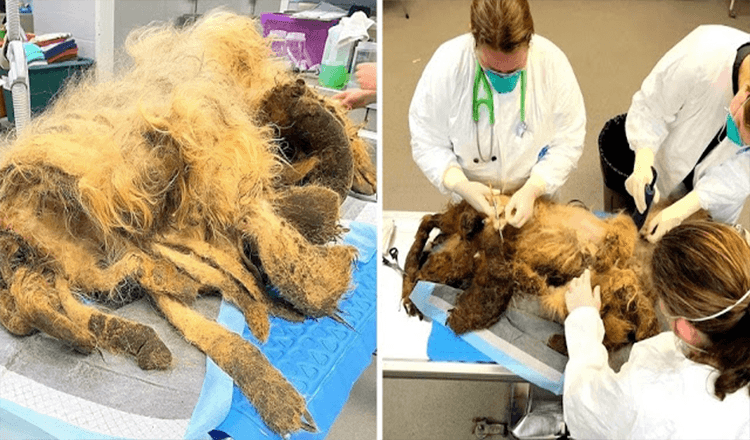 Stariji pas pati od teškog zanemarivanja nakon smrti vlasnika, pronađen s 9 funti krzna