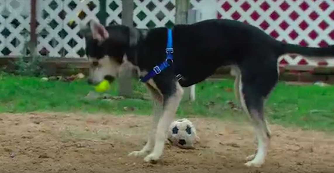 Pas mučen ogrlicom za štene, zanemaren pa njegovan vraćen u zdravlje