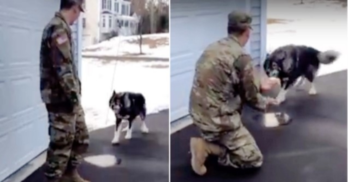 Vuk-pas laje na stranca i nije prepoznao svog oca vojnog koji mu je nestao