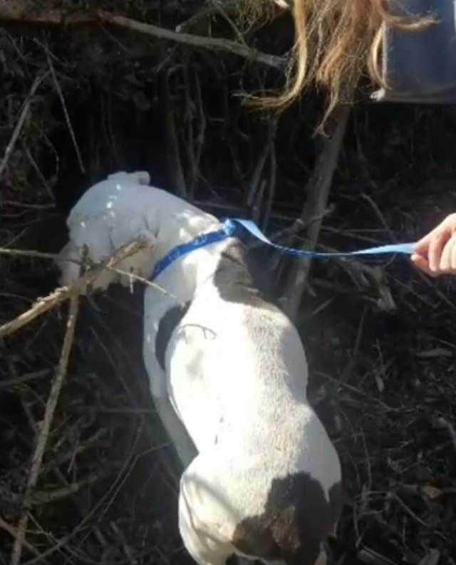 Sklonište za životinje piše emotivno pismo vlasniku koji je bacio trudnog psa