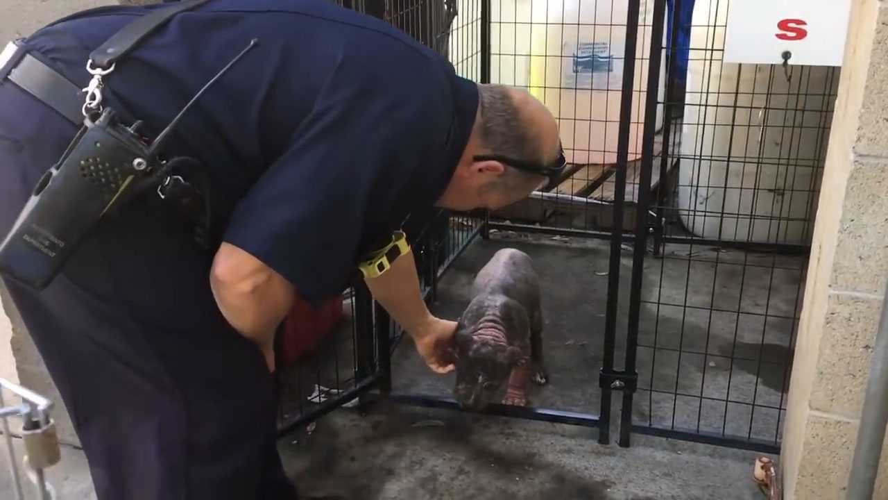 Malo depresivno štene Pitbulla u skloništu nalazi sreću nakon što ga je usvojio vatrogasac koji ju je spasio