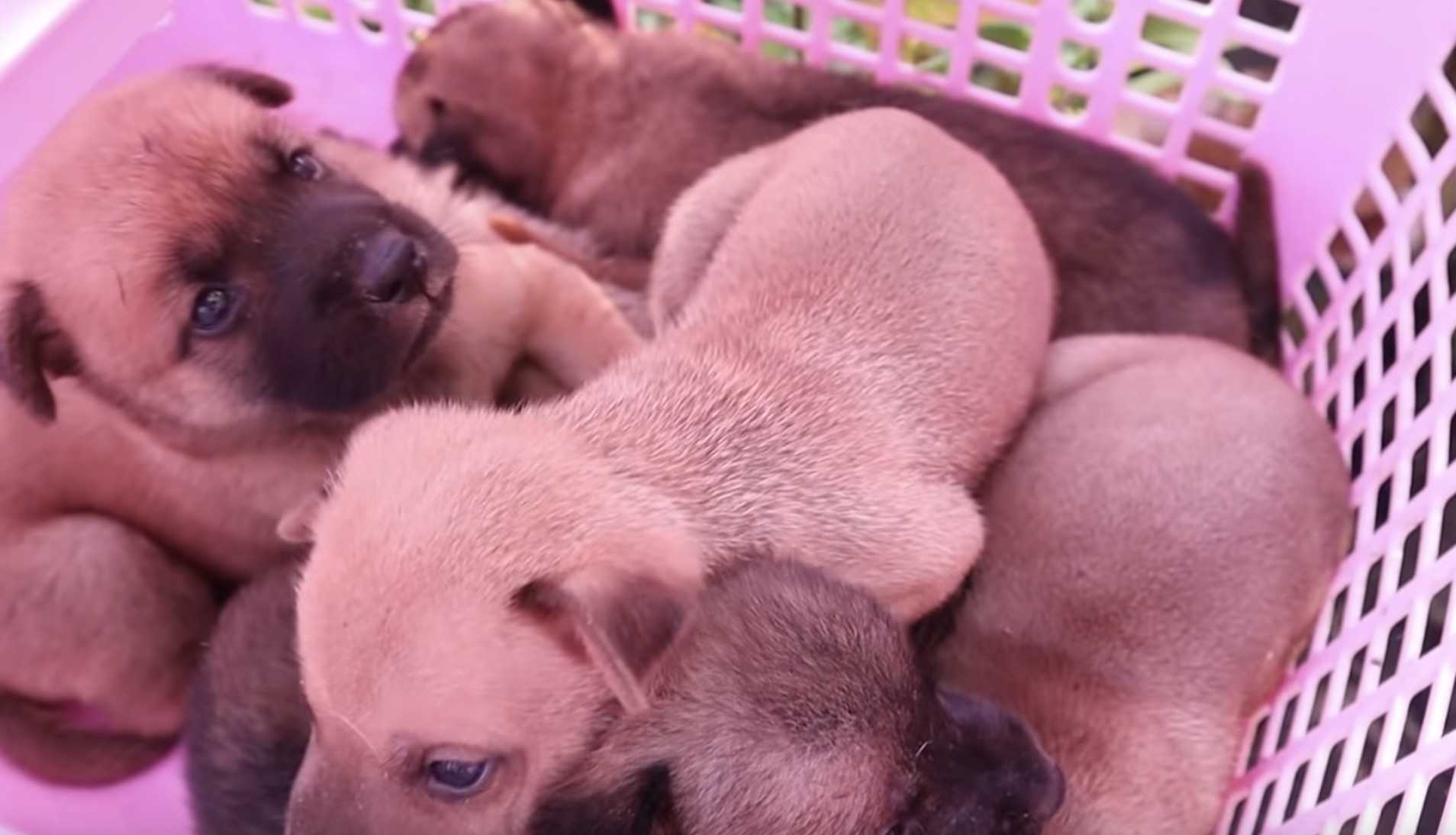 Spasite 6 jadnih psića na željezničkoj tračnici kada njihove majke više nema