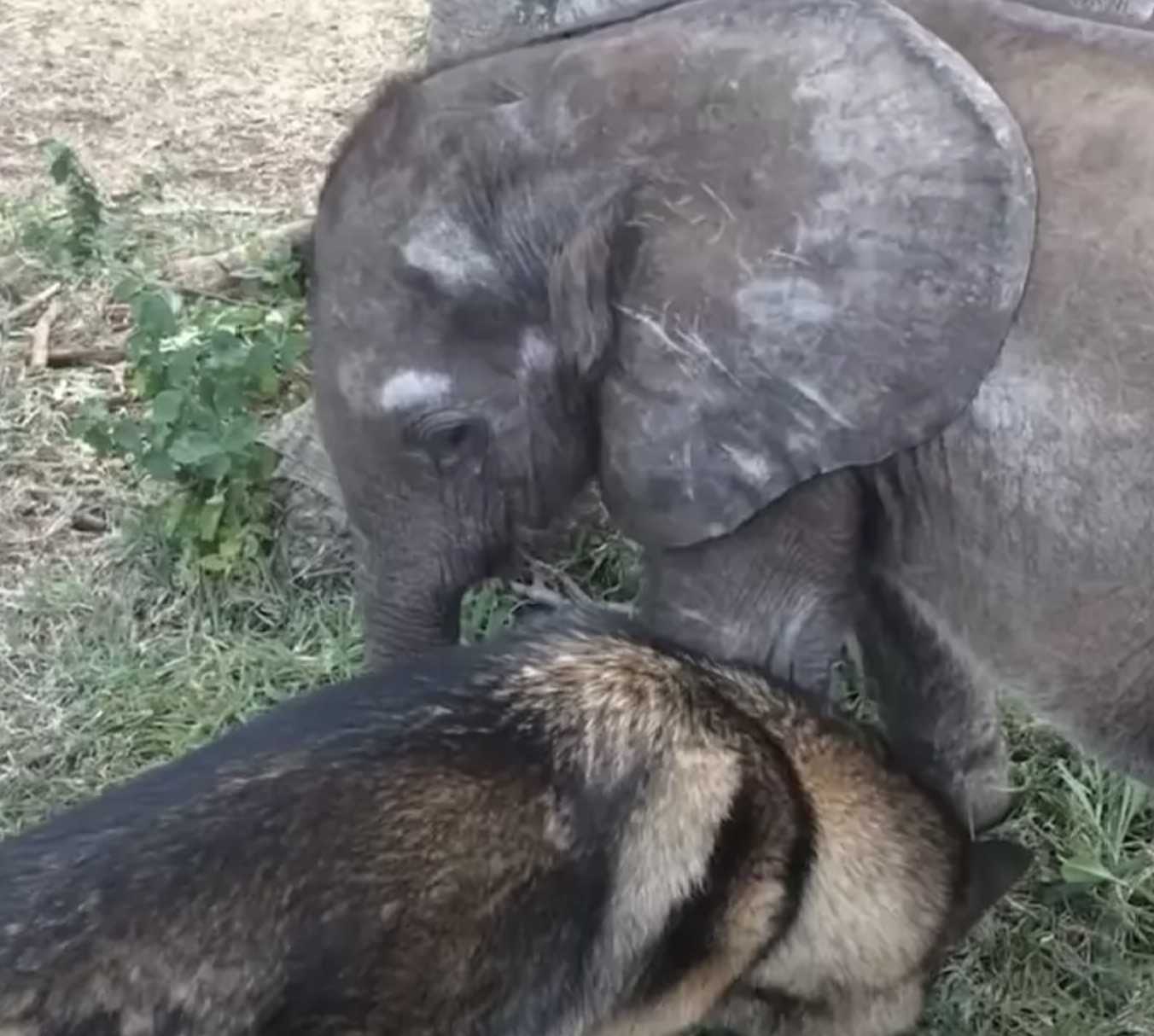 Forelorn Baby Elephant izbačen iz stada zbog bolesti upoznaje psa koji mijenja sve