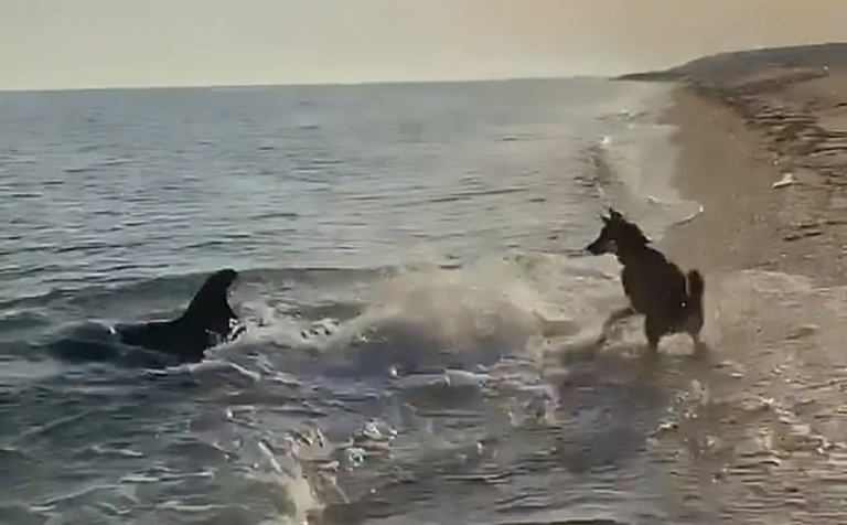 Nevjerojatan video prikazuje psa i dupina kako se igraju zajedno na plaži