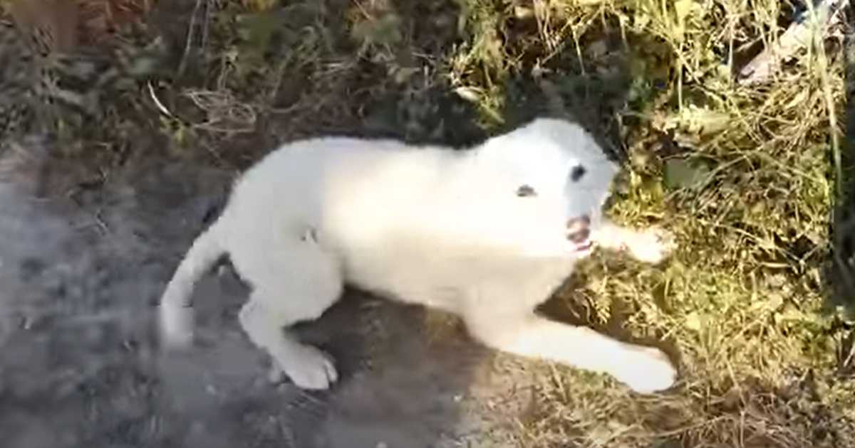 Psić moli trkača da ga spasi nakon što je bačen u izolirano područje