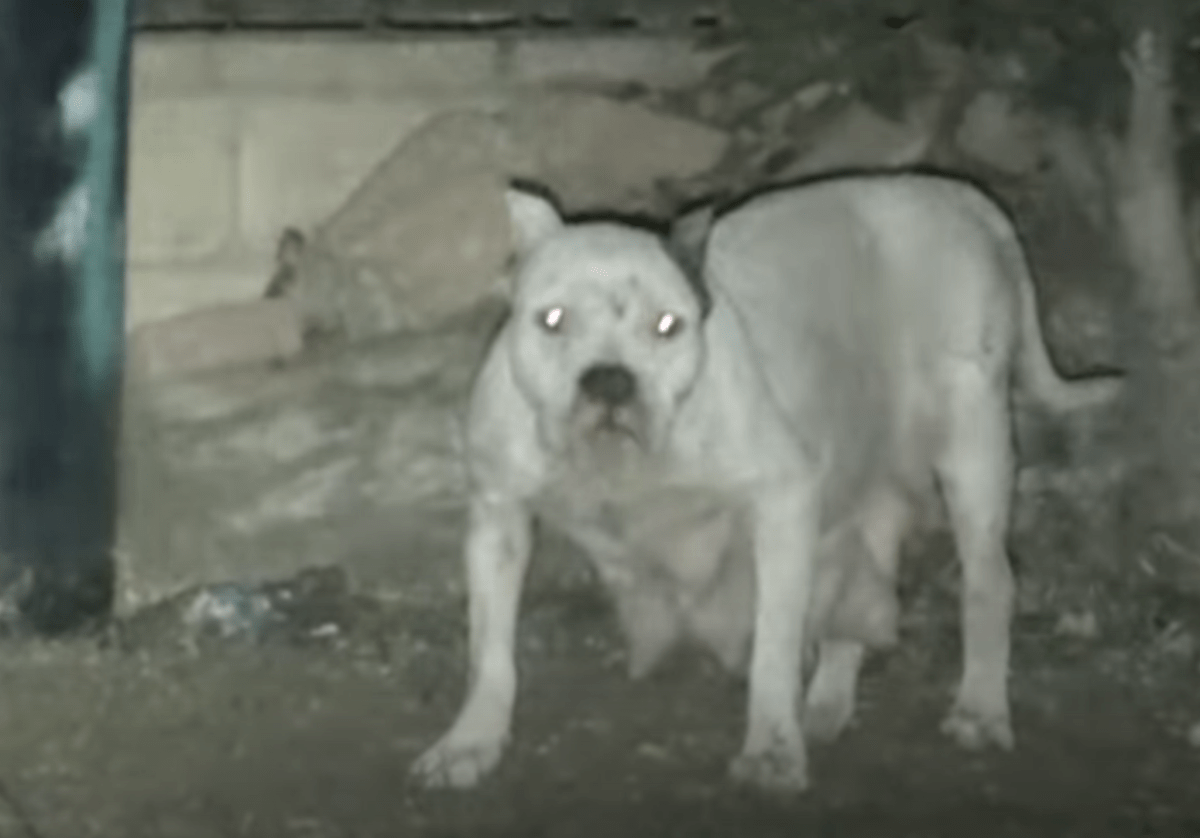 Pas je odbio spasiti strahujući da su njezini mladunci u opasnosti, no jedan čovjek je priskočio