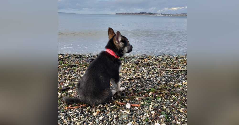 WA Rescue stvara popis za umiruće štene čije sjećanje živi